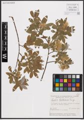 Salix bebbiana Sarg.